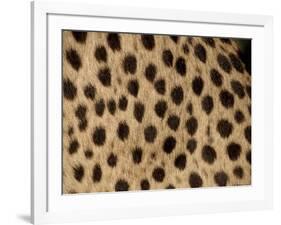 Cheetah Fur Detail-Tony Heald-Framed Photographic Print