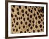 Cheetah Fur Detail-Tony Heald-Framed Photographic Print