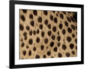 Cheetah Fur Detail-Tony Heald-Framed Photographic Print