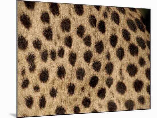 Cheetah Fur Detail-Tony Heald-Mounted Photographic Print