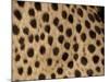Cheetah Fur Detail-Tony Heald-Mounted Photographic Print