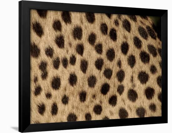 Cheetah Fur Detail-Tony Heald-Framed Photographic Print