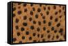 Cheetah Fur-DLILLC-Framed Stretched Canvas