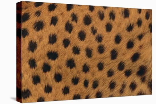 Cheetah Fur-DLILLC-Stretched Canvas