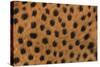 Cheetah Fur-DLILLC-Stretched Canvas