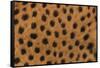 Cheetah Fur-DLILLC-Framed Stretched Canvas