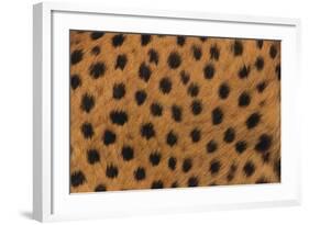 Cheetah Fur-DLILLC-Framed Photographic Print