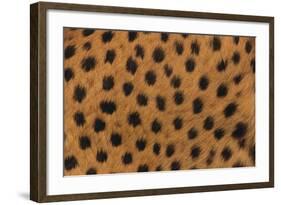 Cheetah Fur-DLILLC-Framed Photographic Print