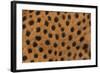 Cheetah Fur-DLILLC-Framed Photographic Print