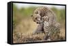 Cheetah Grooming Cub in Masai Mara National Reserve-Paul Souders-Framed Stretched Canvas