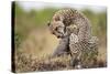 Cheetah Grooming Cub in Masai Mara National Reserve-Paul Souders-Stretched Canvas