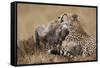 Cheetah Grooming Cub in Masai Mara National Reserve-Paul Souders-Framed Stretched Canvas