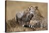 Cheetah Grooming Cub in Masai Mara National Reserve-Paul Souders-Stretched Canvas