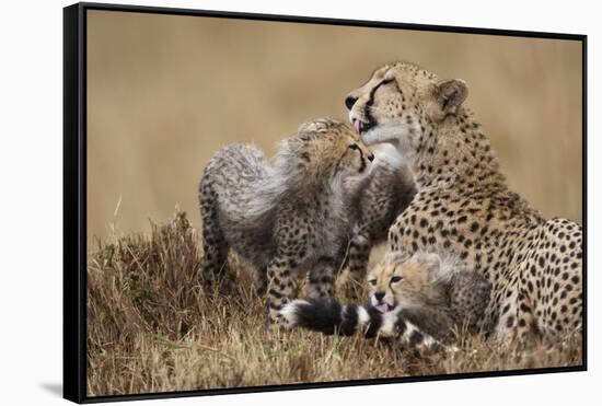 Cheetah Grooming Cub in Masai Mara National Reserve-Paul Souders-Framed Stretched Canvas