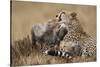 Cheetah Grooming Cub in Masai Mara National Reserve-Paul Souders-Stretched Canvas