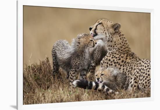 Cheetah Grooming Cub in Masai Mara National Reserve-Paul Souders-Framed Photographic Print