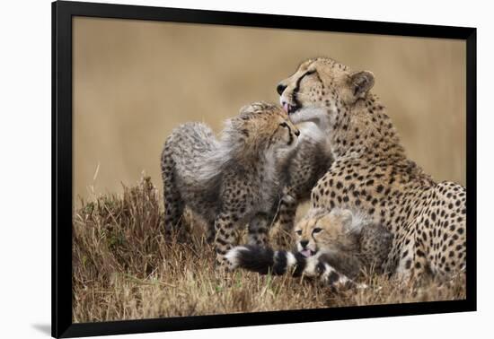 Cheetah Grooming Cub in Masai Mara National Reserve-Paul Souders-Framed Photographic Print