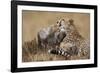 Cheetah Grooming Cub in Masai Mara National Reserve-Paul Souders-Framed Photographic Print