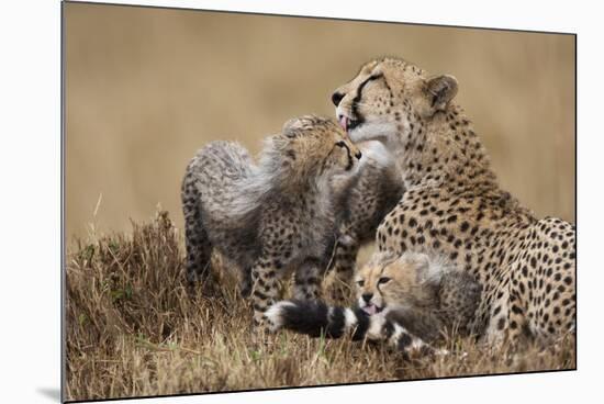 Cheetah Grooming Cub in Masai Mara National Reserve-Paul Souders-Mounted Photographic Print