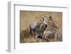 Cheetah Grooming Cub in Masai Mara National Reserve-Paul Souders-Framed Photographic Print