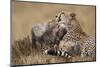 Cheetah Grooming Cub in Masai Mara National Reserve-Paul Souders-Mounted Photographic Print