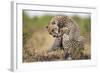 Cheetah Grooming Cub in Masai Mara National Reserve-Paul Souders-Framed Photographic Print