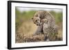 Cheetah Grooming Cub in Masai Mara National Reserve-Paul Souders-Framed Photographic Print