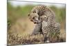 Cheetah Grooming Cub in Masai Mara National Reserve-Paul Souders-Mounted Photographic Print