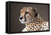 Cheetah HZ 17 4-Robert Michaud-Framed Stretched Canvas