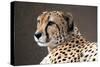 Cheetah HZ 17 4-Robert Michaud-Stretched Canvas