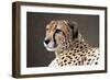 Cheetah HZ 17 4-Robert Michaud-Framed Giclee Print