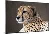 Cheetah HZ 17 4-Robert Michaud-Mounted Giclee Print