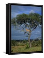 Cheetah in a Tree, Kruger National Park, South Africa, Africa-Paul Allen-Framed Stretched Canvas
