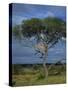 Cheetah in a Tree, Kruger National Park, South Africa, Africa-Paul Allen-Stretched Canvas