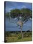 Cheetah in a Tree, Kruger National Park, South Africa, Africa-Paul Allen-Stretched Canvas