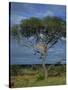 Cheetah in a Tree, Kruger National Park, South Africa, Africa-Paul Allen-Stretched Canvas