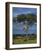 Cheetah in a Tree, Kruger National Park, South Africa, Africa-Paul Allen-Framed Photographic Print