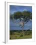 Cheetah in a Tree, Kruger National Park, South Africa, Africa-Paul Allen-Framed Photographic Print