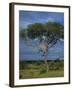 Cheetah in a Tree, Kruger National Park, South Africa, Africa-Paul Allen-Framed Photographic Print