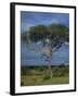 Cheetah in a Tree, Kruger National Park, South Africa, Africa-Paul Allen-Framed Photographic Print