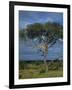 Cheetah in a Tree, Kruger National Park, South Africa, Africa-Paul Allen-Framed Photographic Print