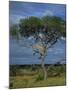 Cheetah in a Tree, Kruger National Park, South Africa, Africa-Paul Allen-Mounted Photographic Print