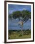 Cheetah in a Tree, Kruger National Park, South Africa, Africa-Paul Allen-Framed Photographic Print