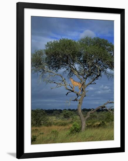 Cheetah in a Tree, Kruger National Park, South Africa, Africa-Paul Allen-Framed Photographic Print