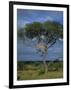 Cheetah in a Tree, Kruger National Park, South Africa, Africa-Paul Allen-Framed Photographic Print