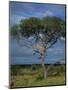 Cheetah in a Tree, Kruger National Park, South Africa, Africa-Paul Allen-Mounted Photographic Print