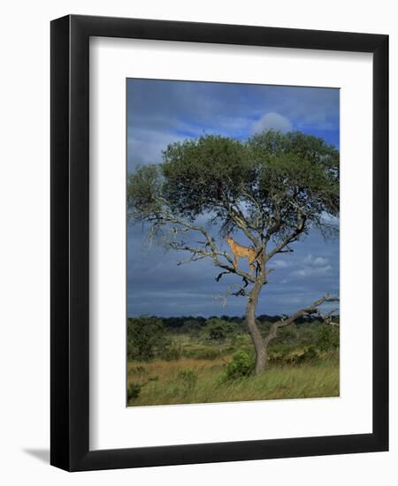 Cheetah in a Tree, Kruger National Park, South Africa, Africa-Paul Allen-Framed Premium Photographic Print