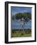 Cheetah in a Tree, Kruger National Park, South Africa, Africa-Paul Allen-Framed Premium Photographic Print