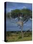 Cheetah in a Tree, Kruger National Park, South Africa, Africa-Paul Allen-Stretched Canvas