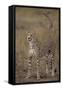 Cheetah in Grass-DLILLC-Framed Stretched Canvas